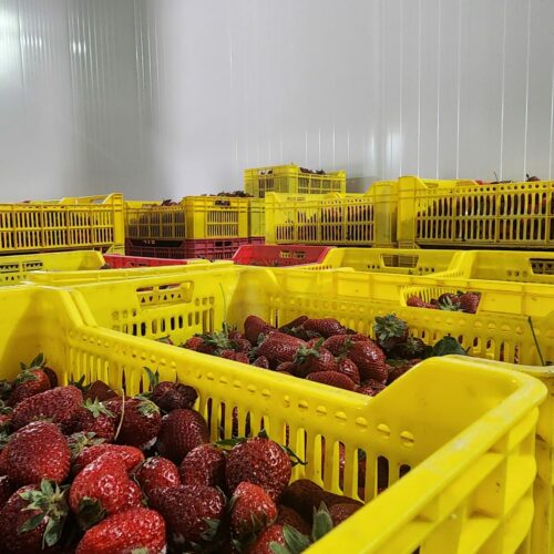 Hammami des entrepots frigorifique Korba – chambre négatif-25 capacité 150 tonnes